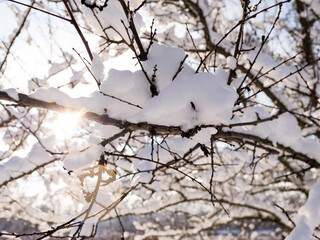 the sun shines on a branch covered with snow. a tree covered with snow through the branches of which the rays of the sun shine.