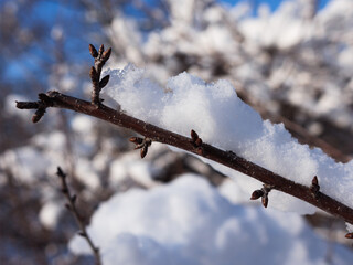 a branch with shoots covered with snow. a tree with buds covered with snow. winter forest