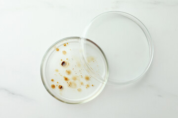 Petri dish with culture on white marble table, top view