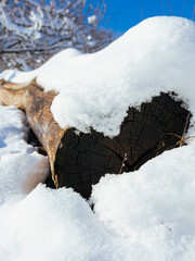 a stump on which snow lies. a fallen tree is covered with snow. cracked old tree in snowy forest. winter day in the forest.