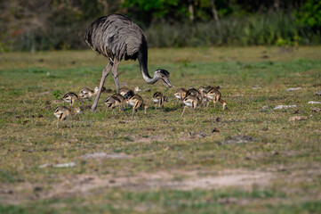 Greater Rhea with chicks foraging in savannah of Pantanal, Brazil