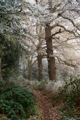 Fototapeta premium Winter woodland footpath: ice and frost in the trees