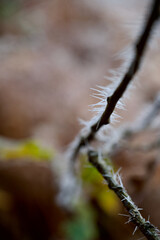 Tiny icicles from hoar frost on a twig