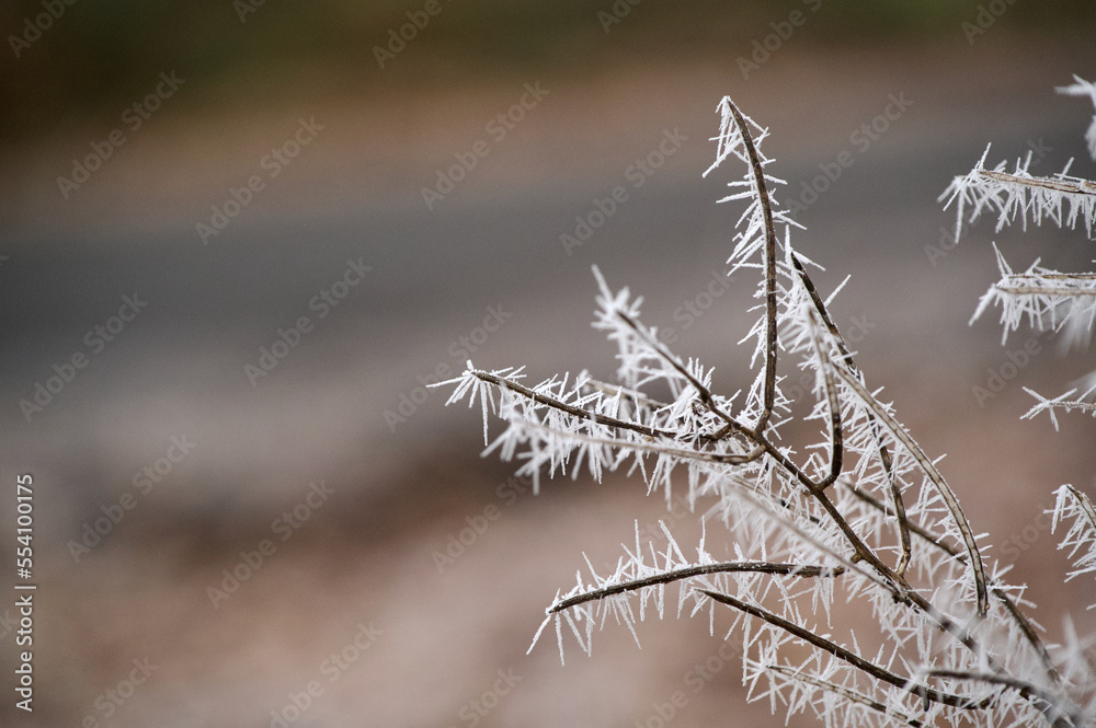 Wall mural a bare winter bush branch covered in white hoar frost icicles