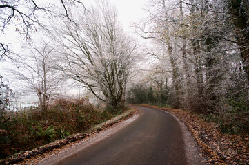 Fototapeta na wymiar Countryside narrow road with white winter trees and crisp fallen leaves