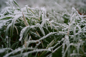 Close up of green grass leaves on a frost covered lawn