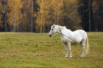 Obraz na płótnie Canvas White horse grazing in the field. High quality photo