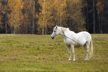 White horse grazing in the field. High quality photo