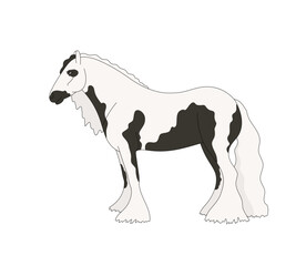 Piebald Tinker isolated of on the white background