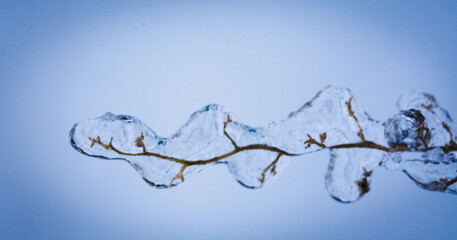 branches of a tree in winter