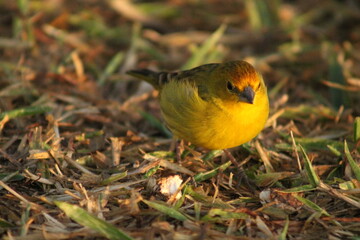 Can&aacute;rio da Terra