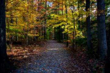 Fototapeta premium Trail in the fall with chnaging of the leaves color