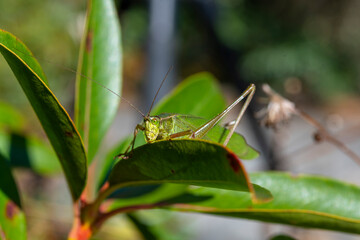 Close up of grasshopper on a leaf