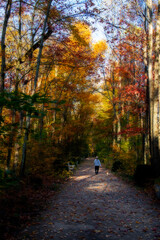 Obraz premium Walking the dog in the fall