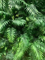 Green wall. Interior living wall with plants: Chamaedorea elegans, Epipremnum aureum, Dracaena fragrans, Goeppertia makoyana, Asplenium ruta-muraria