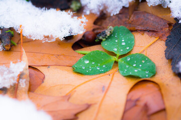 christmas tree decoration