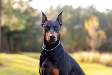 Doberman Pinscher outdoors at a park. beautiful female dobie outside at sunset. Small crop ears...