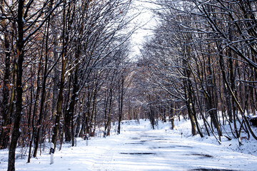The trunks of deciduous trees covered with snow after a snowfall.