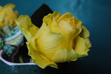 yellow rose bud