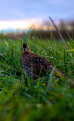Quail in the grass