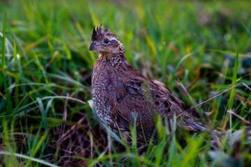 Quail in the grass