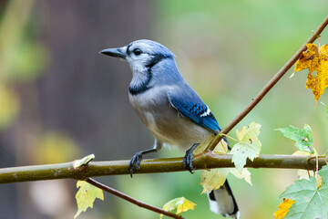 Blue Jay on a limb
