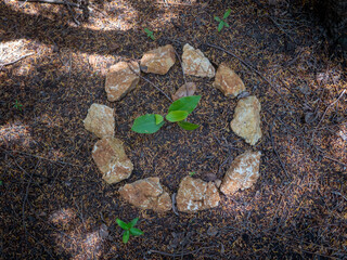 Ornamente und Kreise aus kleinen Schneckenhäuser und Steinen