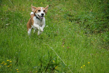 beagle run