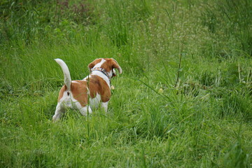 beagle run