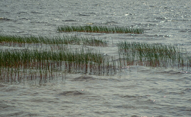 Reeds growth in the lake on an overcast day. Pattern. Abstract