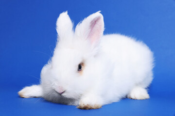 Fluffy white rabbit on blue background. Cute pet