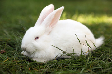 Cute white rabbit on green grass outdoors