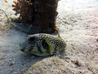 baby puffer fish © Ayman