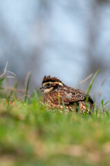 Quail in the grass