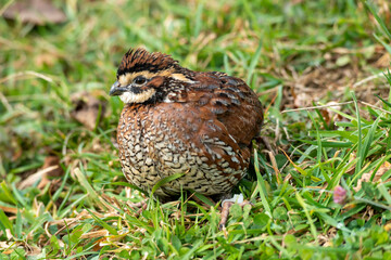 Quail in the grass