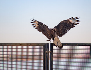 Carcará(Caracara plancus) or (polyborus plancus) perched with wings open