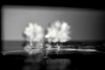 Black and white of floating seeds