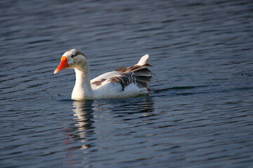 Duck, Goose in water during morning time. Duck swimming in water. Beautiful wall mount. Seasonal greetings