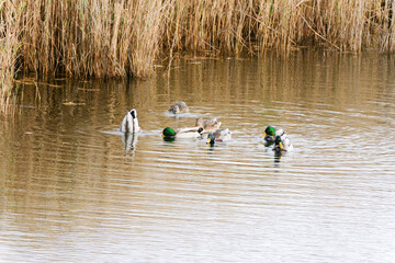 Wild ducks mallard on the Mert Lake. Igneada district. Turkey.