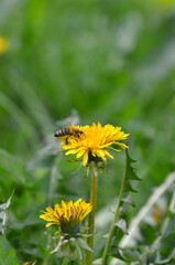 a bee collects pollen from a blooming dandelion flower. Free copy space