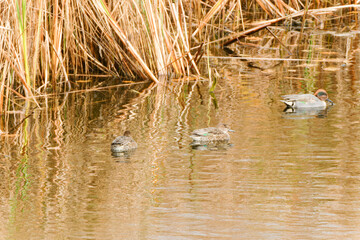 Wild ducks mallard on the Mert Lake. Igneada district. Turkey.