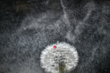 Red dot on dandelion plant