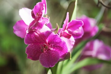 Pink Vanda Orchids