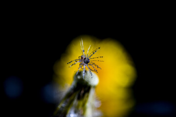 Spider getting a drink of water on a seed