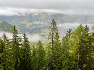 Forest near Poschiavo, Switzerland