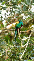 Resplendent quetzal (Pharomachrus mocinno) perched in a tree in the mountains outside of San Jose, Costa Rica
