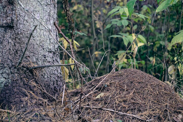 Anthill. House of ants near a tree trunk in the forest