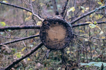 cut trunk of spruce tree fallen on ground. Firewood in forest