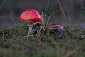 red amanita muscaria and Cystoderma sp mushroom grow together