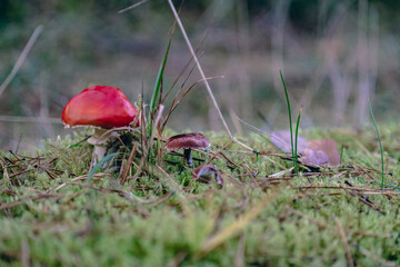 red amanita muscaria and Cystoderma sp mushroom grow together